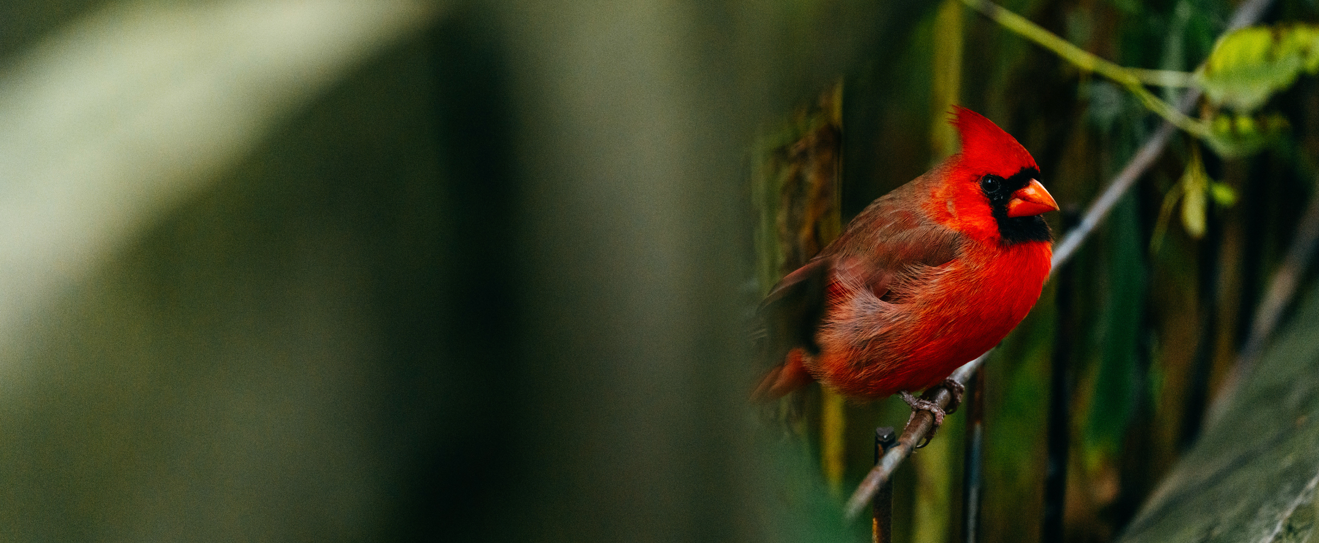 Birding is for Everyone