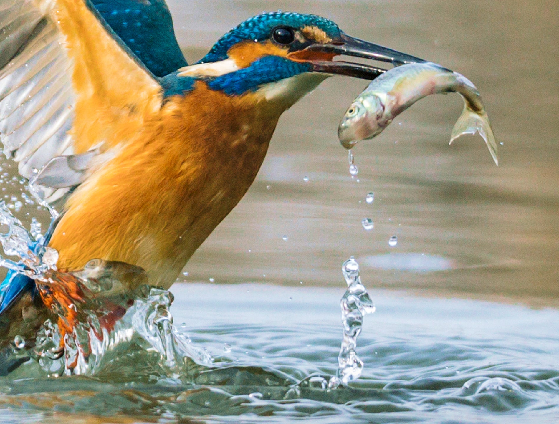 Bird with blue head and orange body catching a fish in water