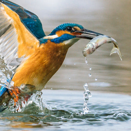 Bird with blue head and orange body catching a fish in its beak from the water