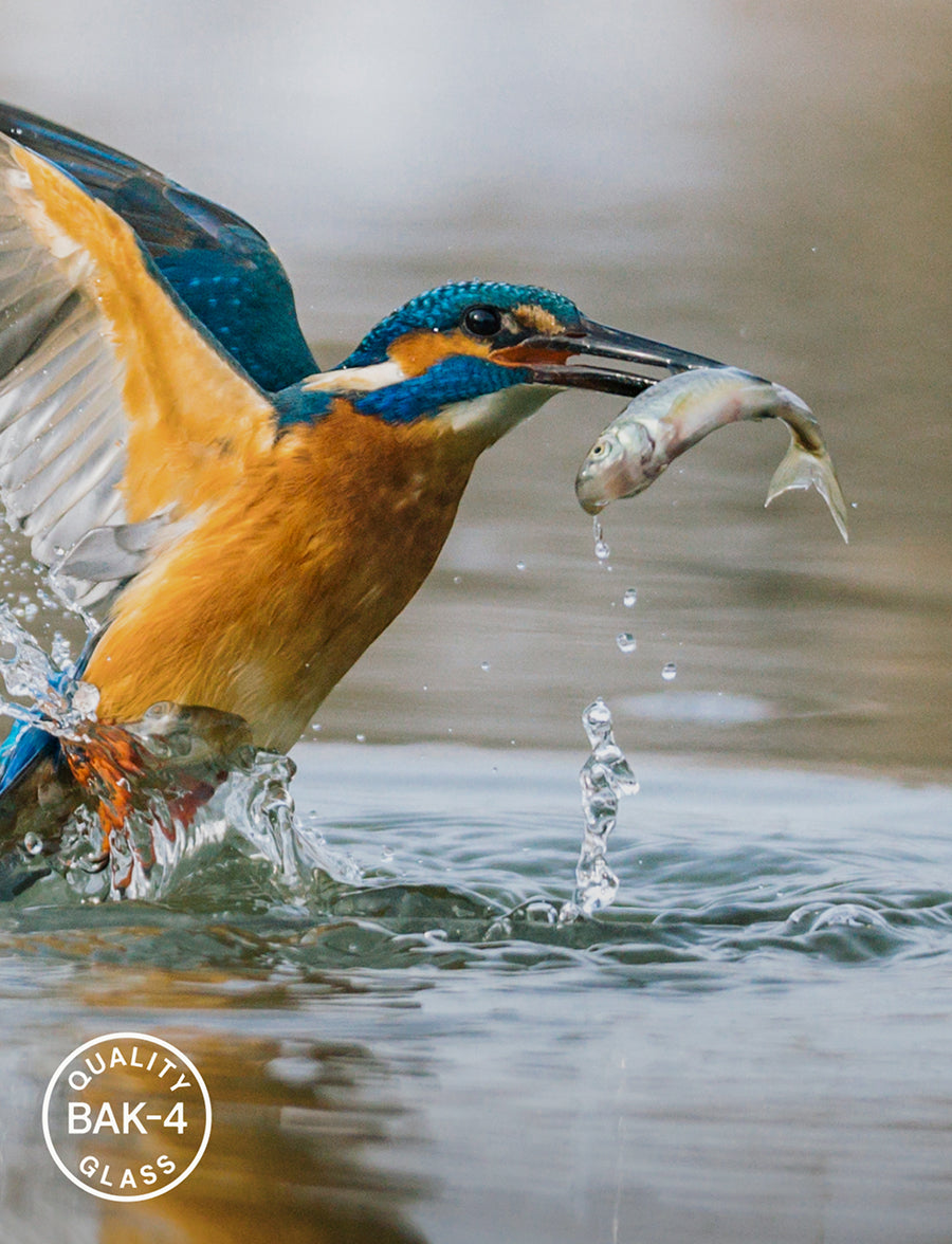 Kingfisher bird with a fish in its mouth, splashing into water.