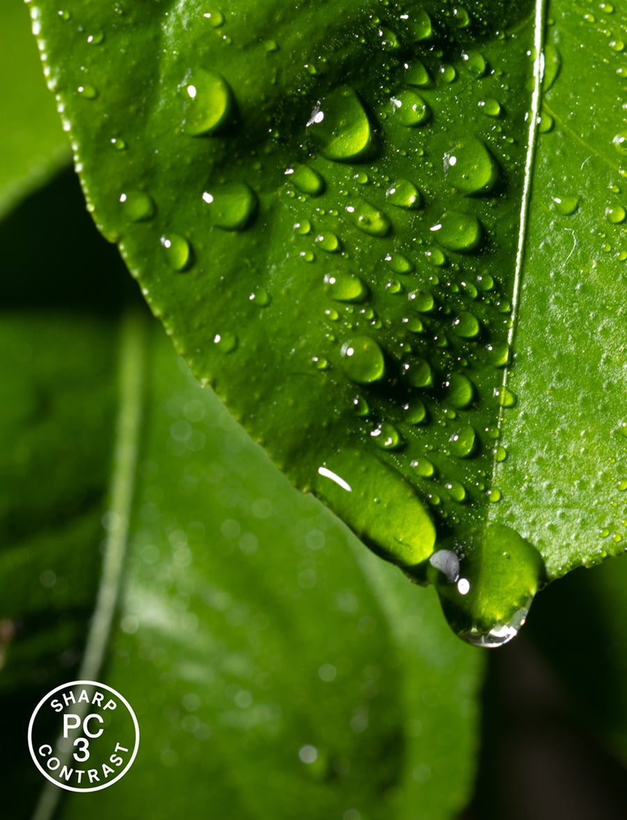 Close-up of green leaves with water droplets on a blurred natural background