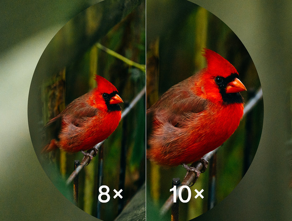 Two views of a red cardinal bird with magnification labels '8x' and '10x'.