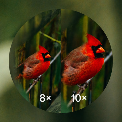 Two views of a red cardinal bird, one magnified 8x and the other 10x, on a green background.