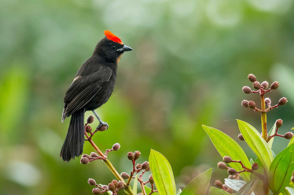 Black bird with a red crest perched on a branch with green leaves and small fruits.
